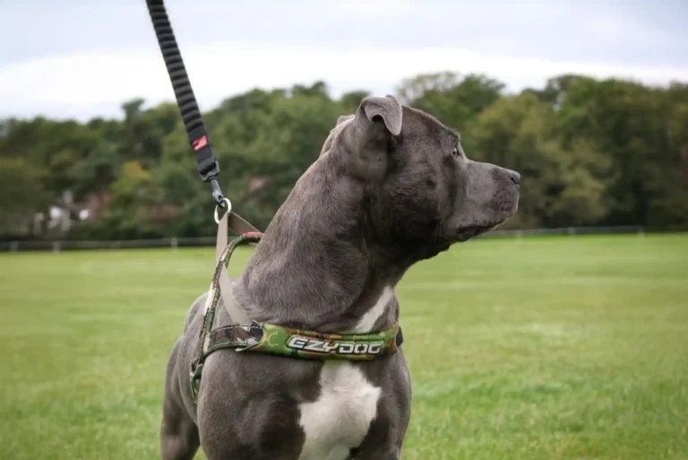 Best Heavy Duty No-Pull Harnesses for Pitbulls, Boxers, and Strong Pullers