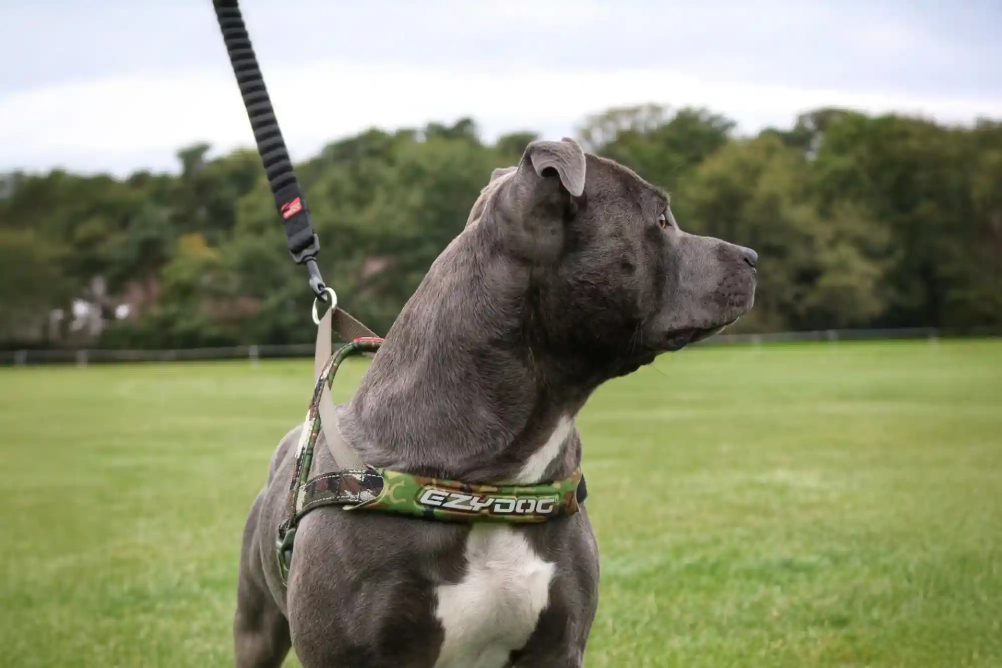 Best Heavy Duty No-Pull Harnesses for Pitbulls, Boxers, and Strong Pullers Best Heavy Duty No-Pull Harnesses for Pitbulls, Boxers, and Strong Pullers