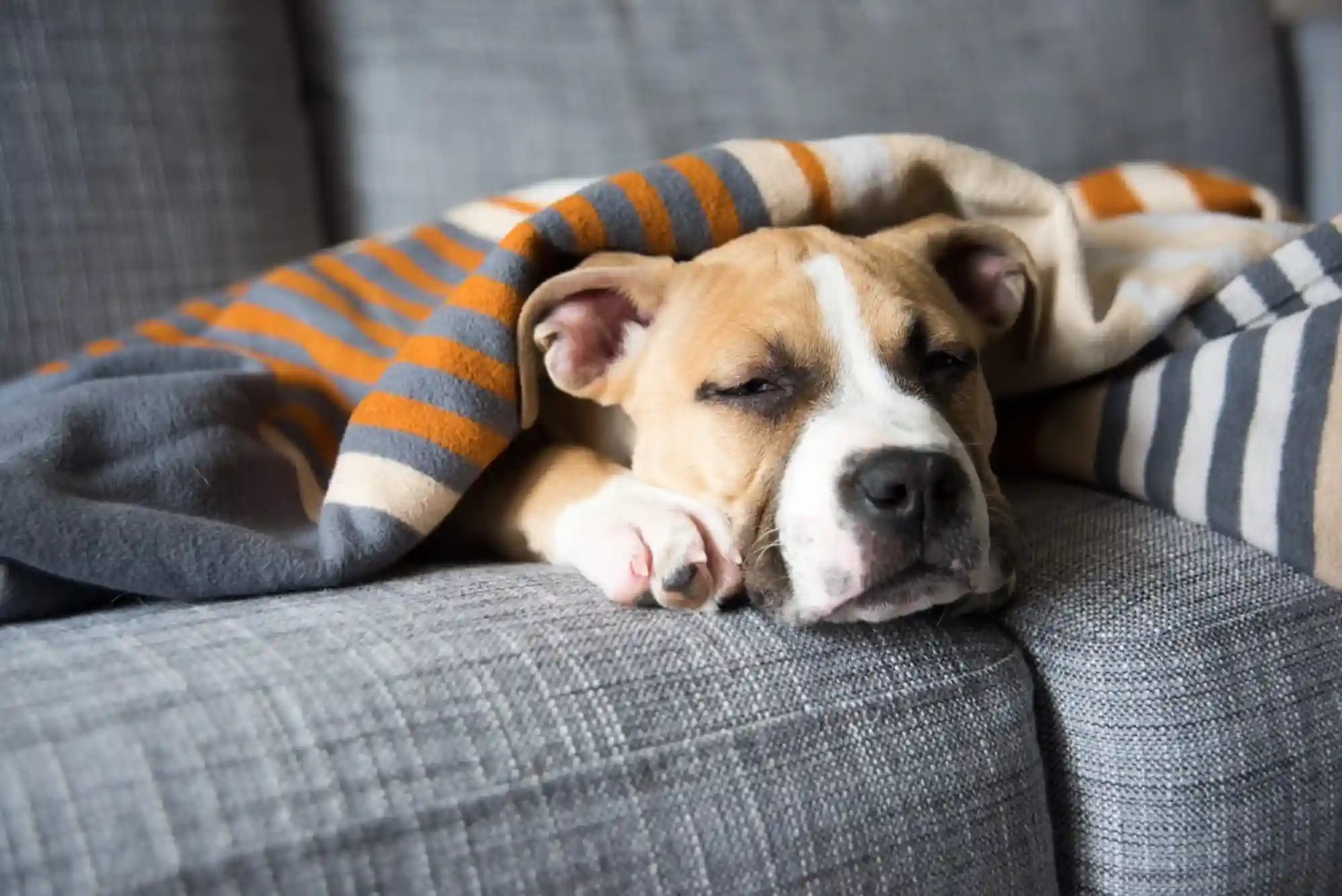 Canine Cognitive Dysfunction (CCD): Managing Dementia and Sleep Cycle Changes in Senior Dogs Canine Cognitive Dysfunction (CCD): Managing Dementia and Sleep Cycle Changes in Senior Dogs
