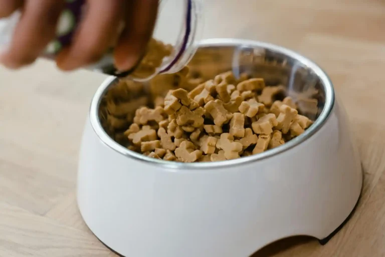 Canine Pancreatitis Emergency Symptoms: High-Fat Food Dangers and Low-Fat Recovery Diet Canine Pancreatitis Emergency Symptoms: High-Fat Food Dangers and Low-Fat Recovery Diet