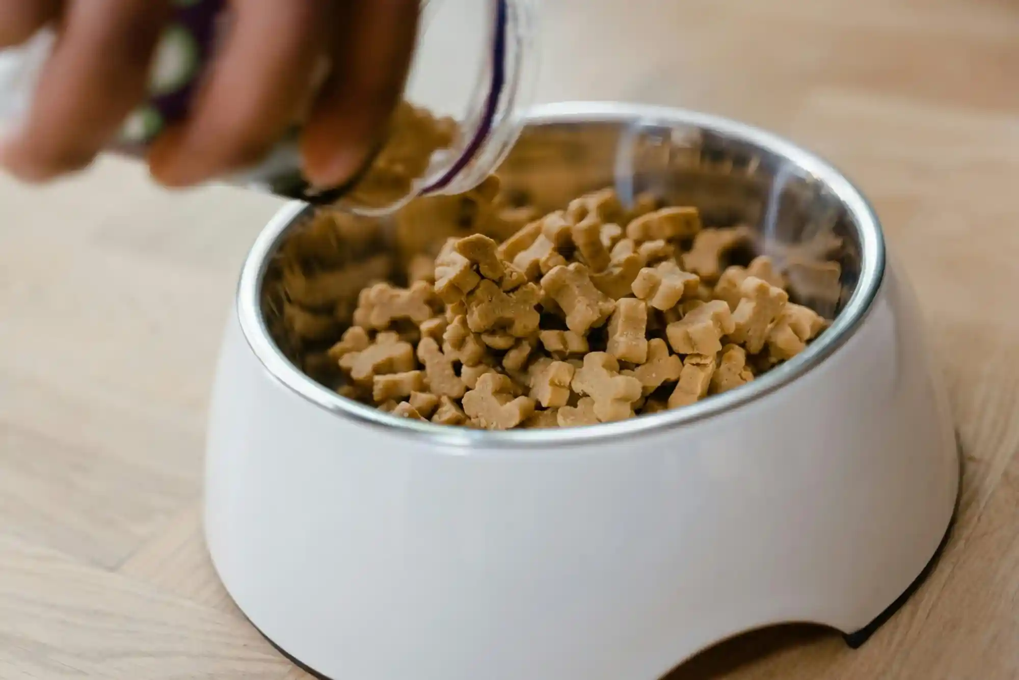 Canine Pancreatitis Emergency Symptoms: High-Fat Food Dangers and Low-Fat Recovery Diet Canine Pancreatitis Emergency Symptoms: High-Fat Food Dangers and Low-Fat Recovery Diet