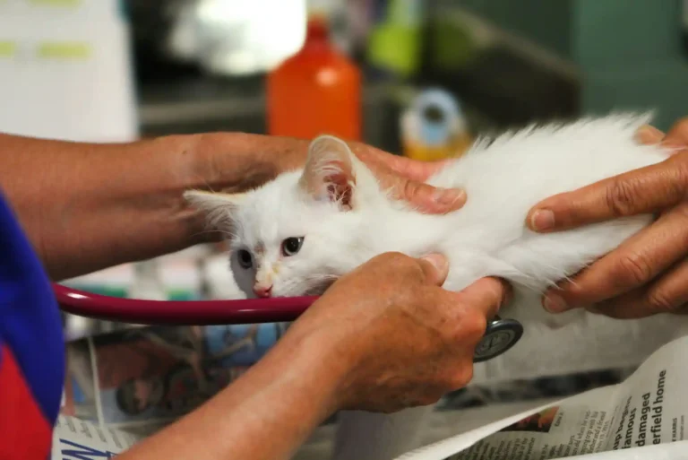 Feline Chronic Kidney Disease (CKD) Stage 3 & 4: Subcutaneous Fluids and Phosphorus Binders Feline Chronic Kidney Disease (CKD) Stage 3 & 4: Subcutaneous Fluids and Phosphorus Binders