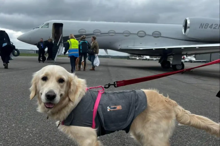 Flying With Dogs as Checked Baggage or Cargo: Temperature Embargoes and Crate Specs