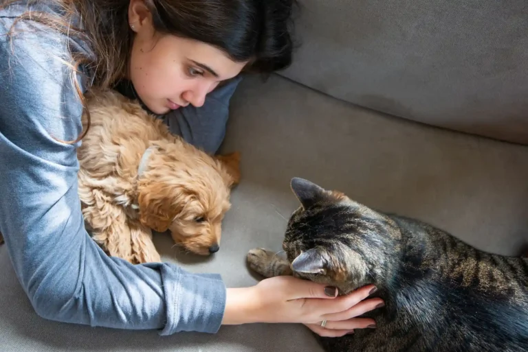 How to Introduce a New Cat to a Dog: Scent Swapping and Visual Barrier Protocols