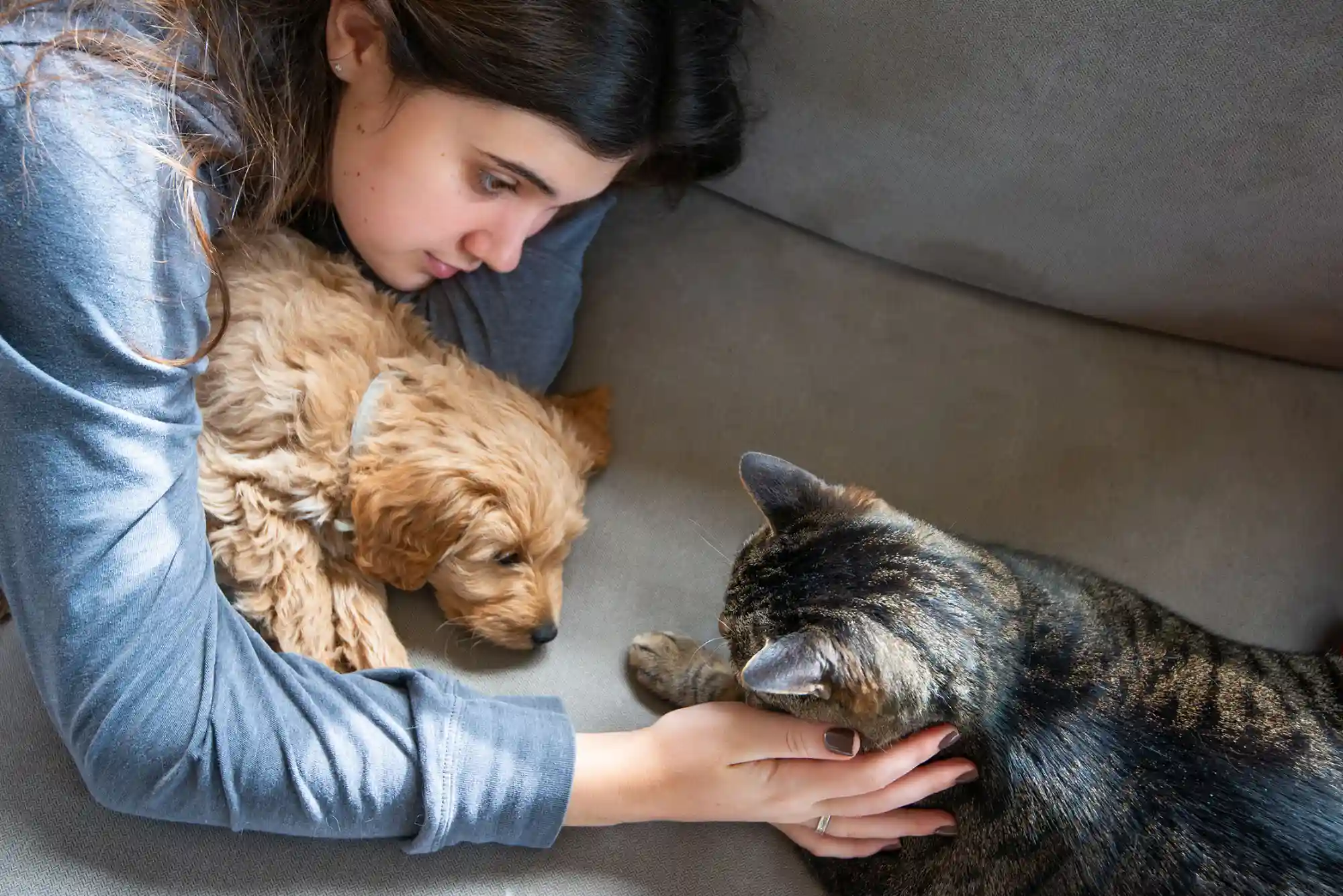 How to Introduce a New Cat to a Dog: Scent Swapping and Visual Barrier Protocols How to Introduce a New Cat to a Dog: Scent Swapping and Visual Barrier Protocols
