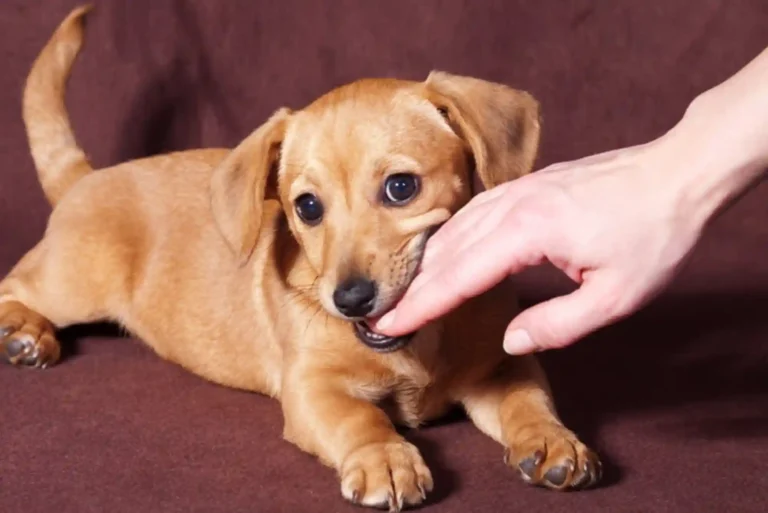 How to Stop a Puppy from Biting Ankles and Pant Legs During Walks