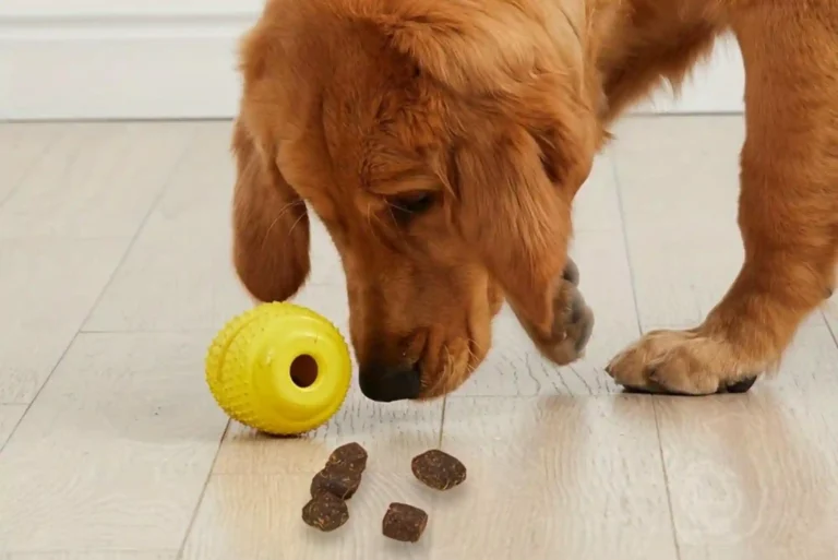 Resource Guarding in Dogs: How to Stop Food and Toy Aggression with Trade Drills