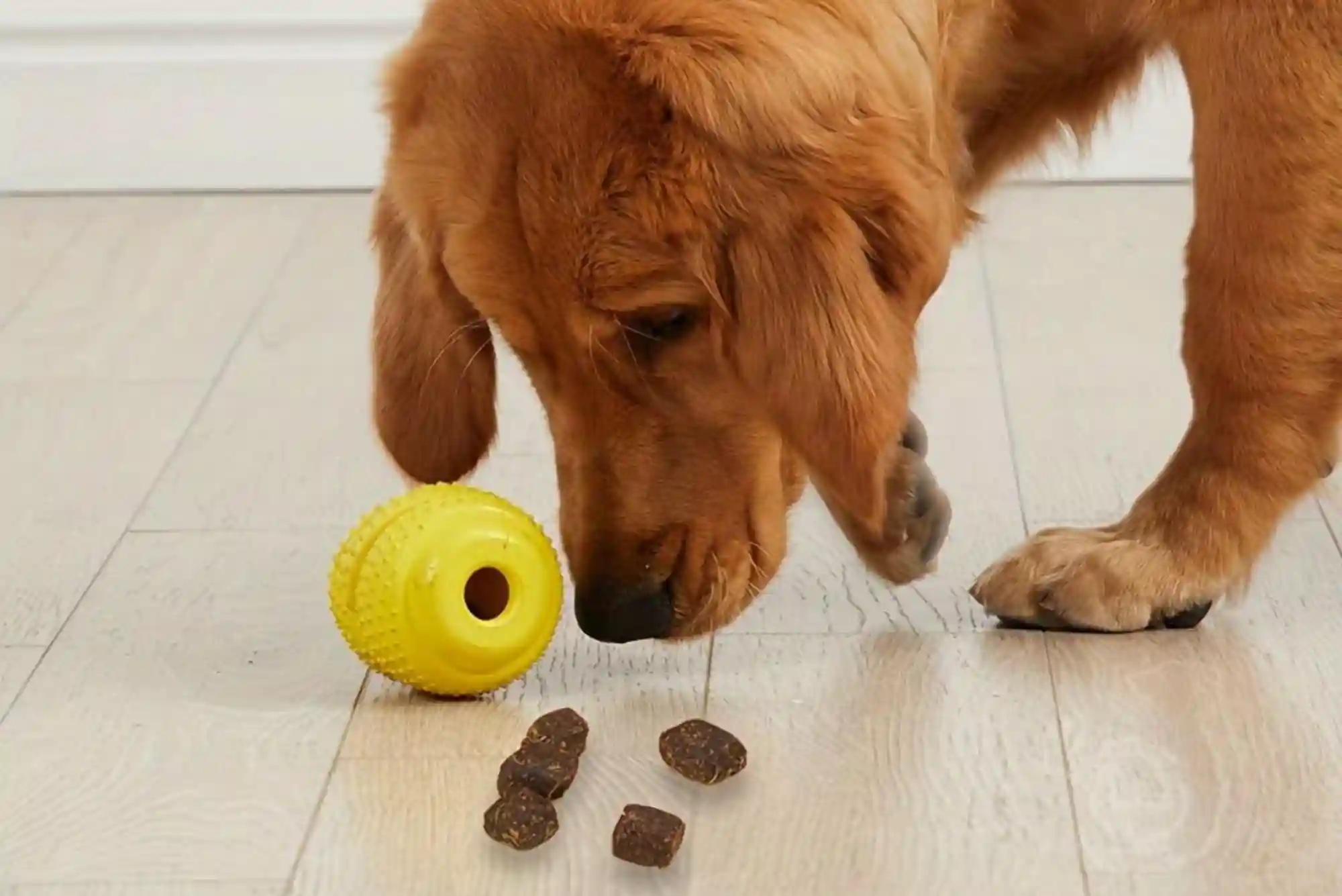 Resource Guarding in Dogs: How to Stop Food and Toy Aggression with Trade Drills Resource Guarding in Dogs: How to Stop Food and Toy Aggression with Trade Drills