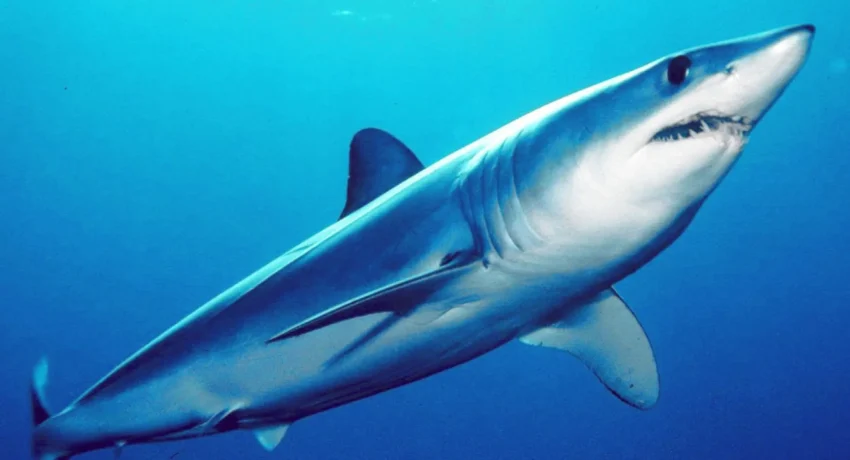 Must Know Facts About Ocean Fish Populations